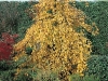 Carpinus Betulus Pendula